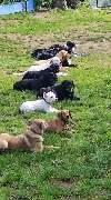 Dog College Franken - GALLERY