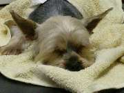 Dog-Station Hundesalon - 5