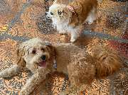Doggy Style Hundepflege - 11