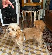 Doggy Style Hundepflege - 12