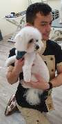 Doggy Style Hundepflege - 8