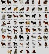Doggy Style Hundepflege - 9