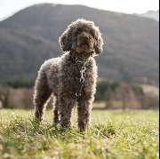dogs & dogs Hundeschule Rosenheim - GALLERY