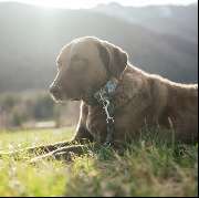 dogs & dogs Hundeschule Rosenheim - GALLERY