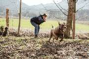 dogs & dogs Hundeschule Traunstein - GALLERY