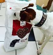 DOGS-HEART - GALLERY