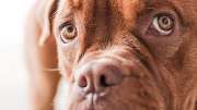 DOGS-HEART - GALLERY