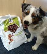 DOGS-HEART - GALLERY