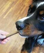 DOGS-HEART - GALLERY
