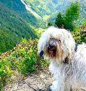 DOGS-HEART - GALLERY