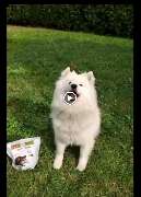 DOGS-HEART - GALLERY