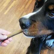 DOGS-HEART - GALLERY