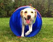 DOGS Training - 10