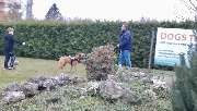 DOGS Training - 4