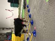 DOX.fitness - Hundeschule - Fitness-Loops - DOX.fitness - Hundeschule | Schliersee