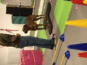 DOX.fitness - Hundeschule - Hundetraining - DOX.fitness - Hundeschule | Schliersee