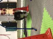 DOX.fitness - Hundeschule - Parcoursarbeit - DOX.fitness - Hundeschule | Schliersee