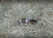 Dr. Johann Glöckel - GALLERY