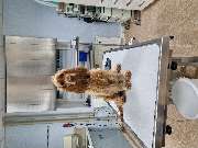Dr.med.vet. Andre Synilo Tierärztliche Praxis - GALLERY