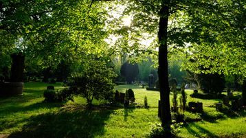 Drebold Bestattungen - Friedwald