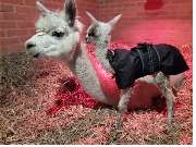 Duchstein Dagmar Tierärztin mobile Tierarztpraxis - GALLERY