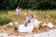 dunkelgoldmusik | Hochzeits- und Veranstaltungsmusik - dunkelgoldmusik | Hochzeits- und Veranstaltungsmusik Hochzeit im Grünen mit Geigenmusik und romantischem Picknick für das Brautpaar. Foto von Corinna Radakovits.