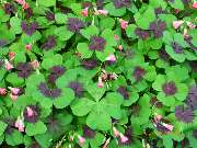 E Libby Op den Rhein, Heilpraktiker Psychoptherapie, - GALLERY