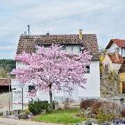 Eckert GmbH Natursteine und Transporte - GALLERY