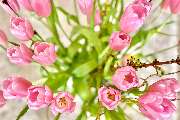 EDEKA Prahl in Melbeck - Blumen
Sagen Sie es durch die Blume. Blumen bringen Farbe ins Leben. Ob als fröhlich bunter Gruß an Freunde und Bekannte oder als Geschenk an uns selbst – wir haben für jeden Anlass den passenden Strauß oder eine Topfblume. Und de