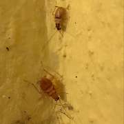 Effective Concept | Schädlingsbekämpfer | Kammerjäger in Heilbronn & Umgebung - GALLERY