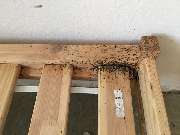 Effective Concept | Schädlingsbekämpfer | Kammerjäger in Heilbronn & Umgebung - GALLERY