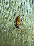 Effective Concept | Schädlingsbekämpfer | Kammerjäger in Heilbronn & Umgebung - GALLERY