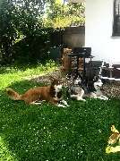 Eifel Urlaub mit Hund - GALLERY
