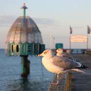 Tauchgondel mit Möwe Seebrücke Ostseebad Zinnowitz Usedom