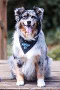 Eins+ Versicherungsmakler - Officedog Cooper