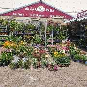 Elias Blumenwelt GmbH - GALLERY