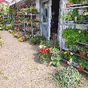 Elias Blumenwelt GmbH - GALLERY