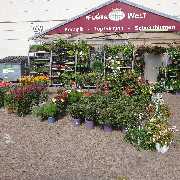 Elias Blumenwelt GmbH - GALLERY