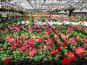 Elisabeth Beyer Gärtnerei - GALLERY