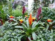 Elisabeth Beyer Gärtnerei - GALLERY