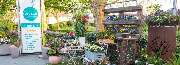 Elke Drewes Blumenfachgeschäft + Gärtnerei - GALLERY