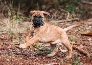 Ellas Welpen- und Junghundschule - GALLERY