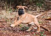 Ellas Welpen- und Junghundschule - GALLERY