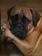 Ellas Welpen- und Junghundschule - GALLERY