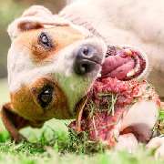 Elmdogs - GALLERY