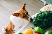Elmdogs - GALLERY