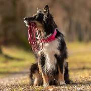 Elmdogs - GALLERY