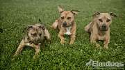 Elmdogs - GALLERY