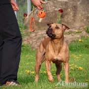 Elmdogs - GALLERY