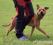 Elmdogs - GALLERY